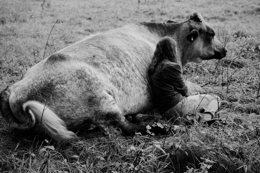 Yana Wernicke: Companions