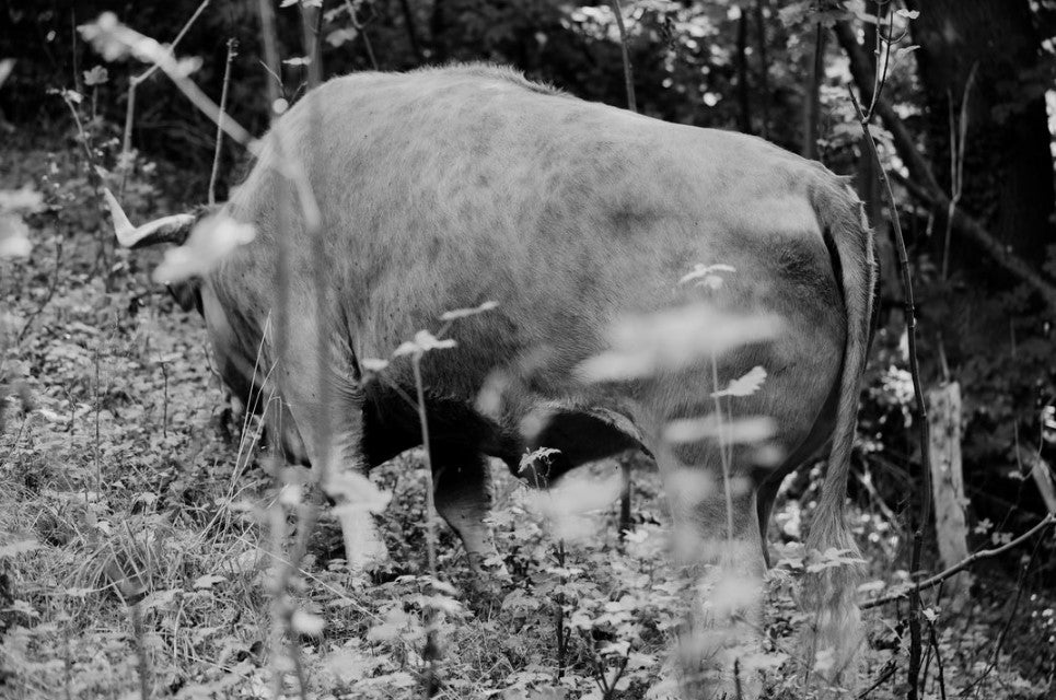Yana Wernicke: Companions