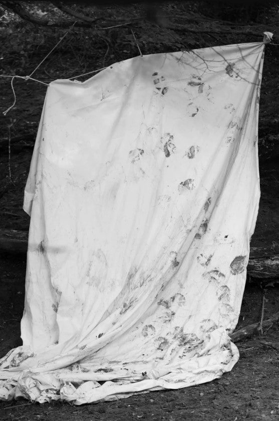 Yana Wernicke: Companions