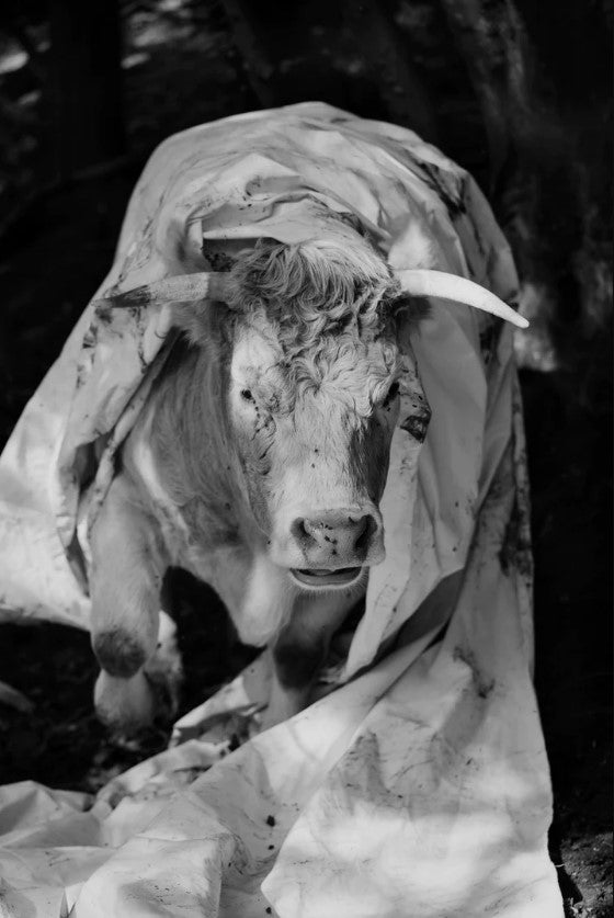 Yana Wernicke: Companions